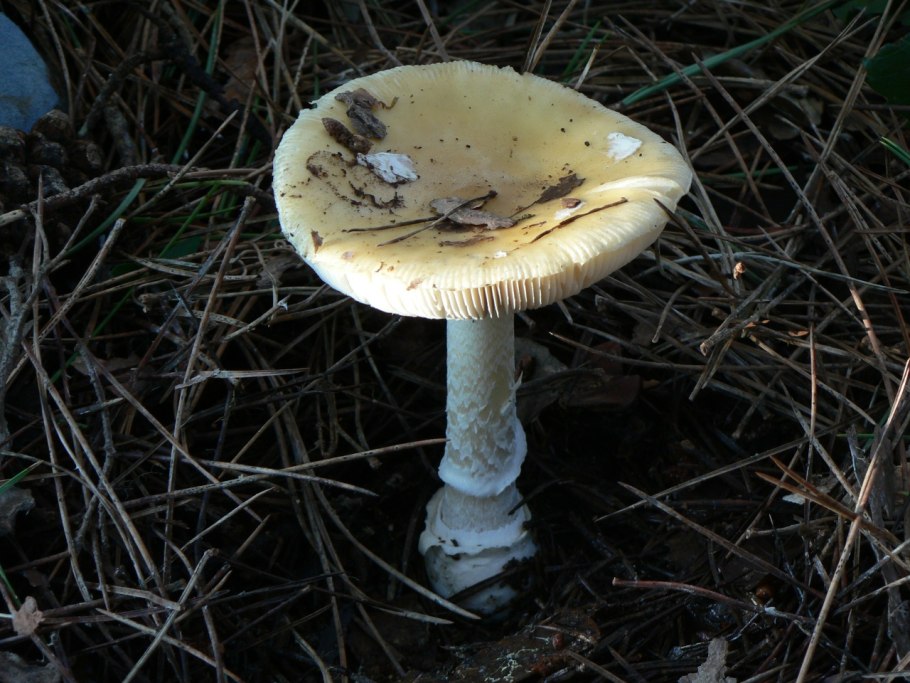 Мухомор жемчужный Amanita junquillea