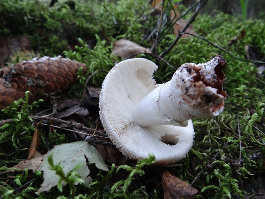 Горошки грибы