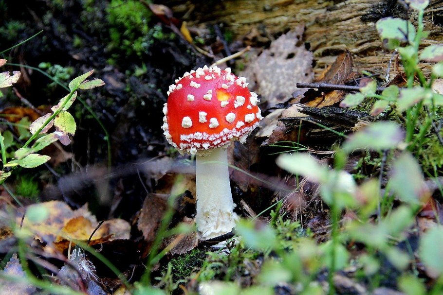 Agaricus muscarius — красный мухомор
