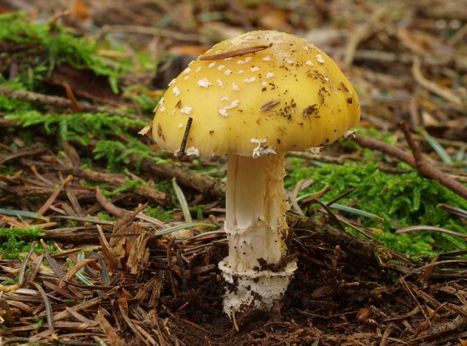 Мухомор жемчужный Amanita junquillea