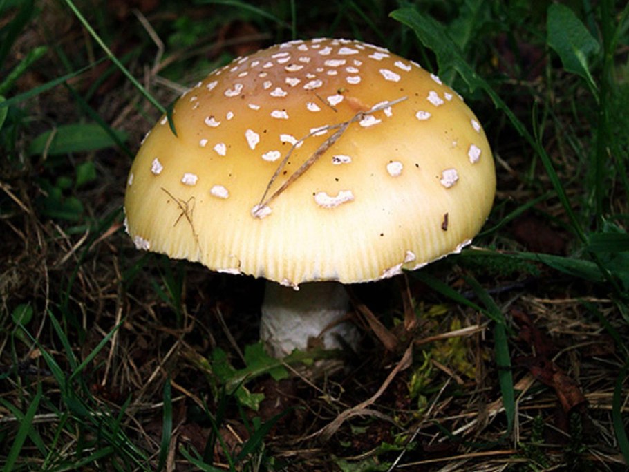 Мухомор жемчужный Amanita junquillea