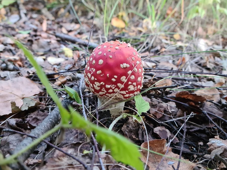 Гриб Amanita rubescens