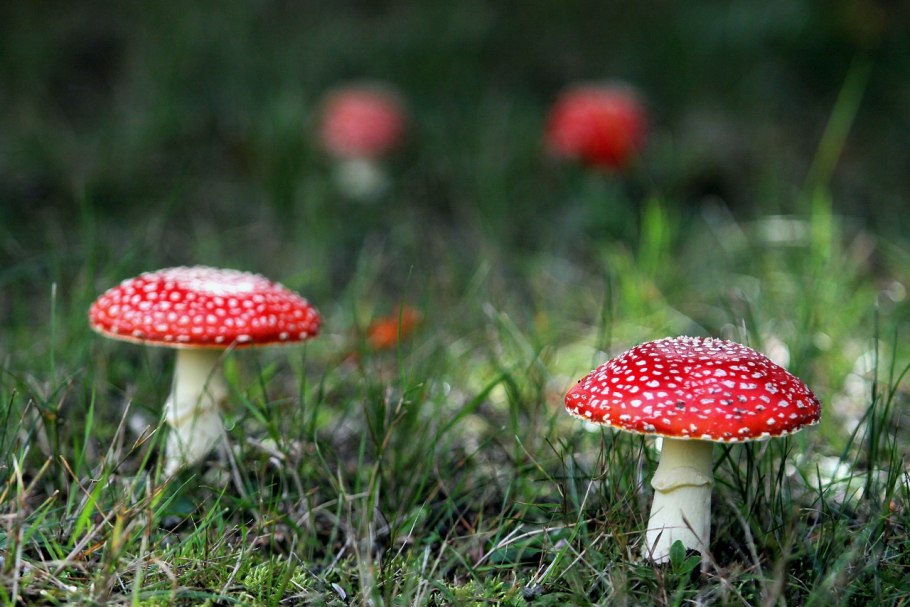 Красный мухомор