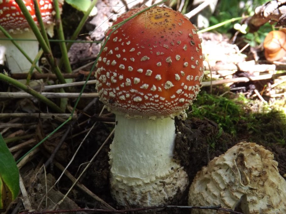 Мухомор красный