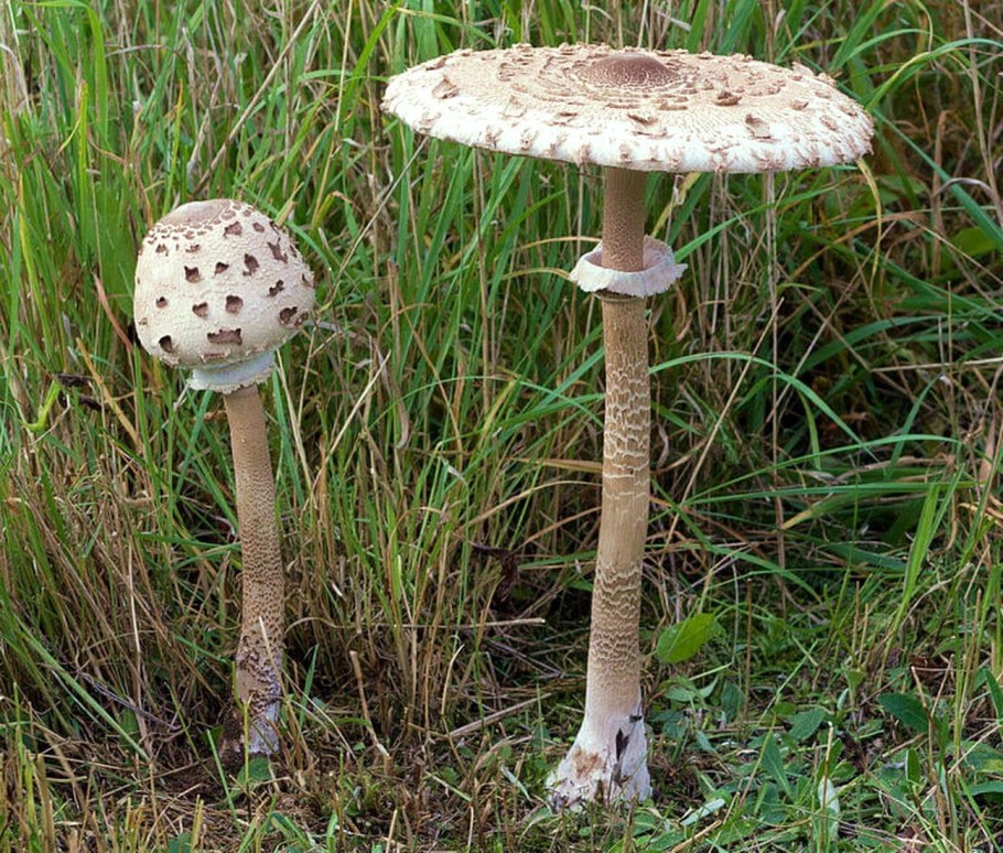 Гриб под шапкой красный