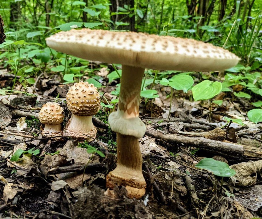Мухомор серо-розовый Amanita rubescens