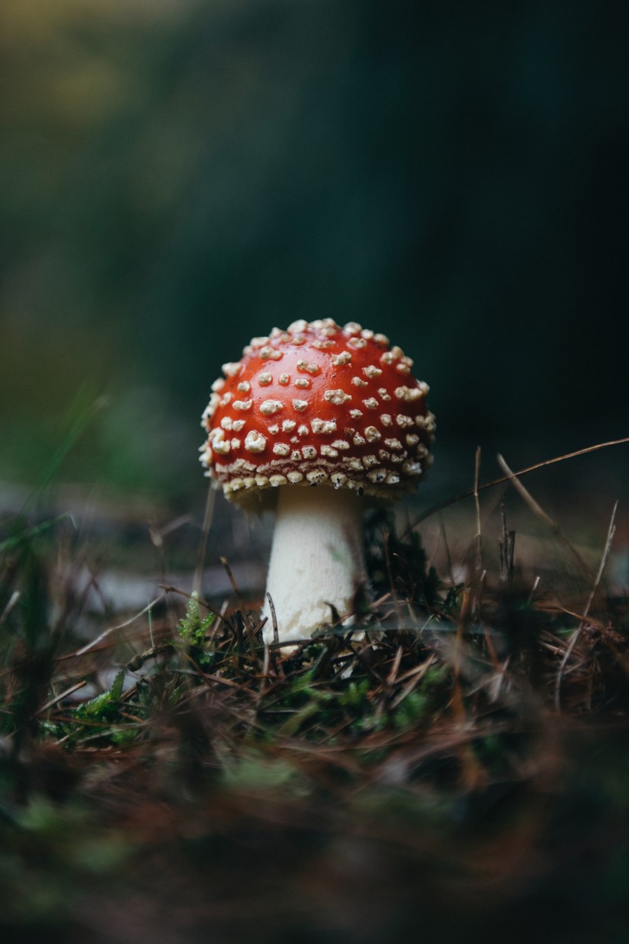 Текстура мухомора