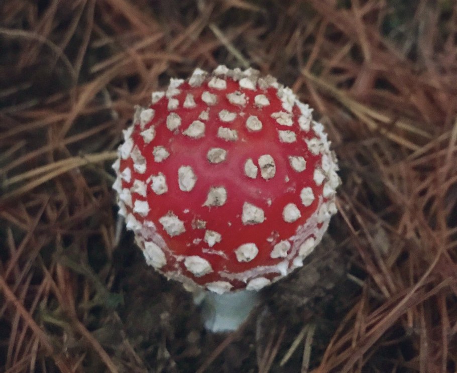 Мухомор и поганка