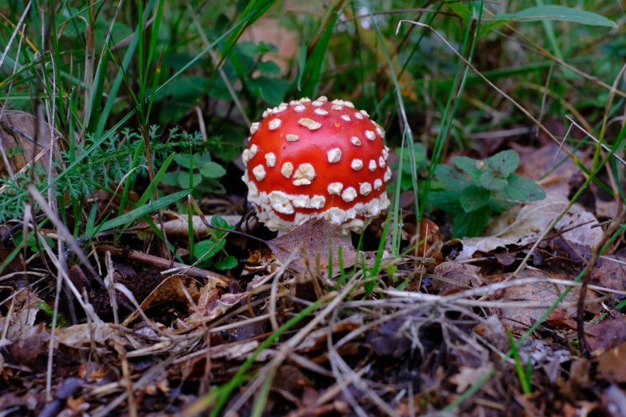 Мухомор amanita muscaria