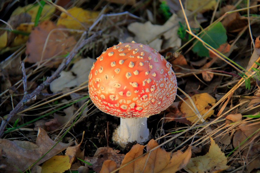 Гриб зонтик поганка