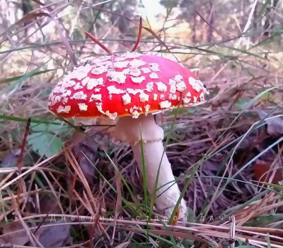 Мухомор съедобный гриб