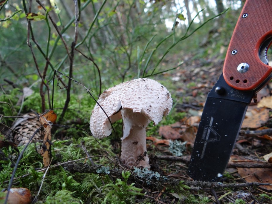 Гриб amanita rubescens