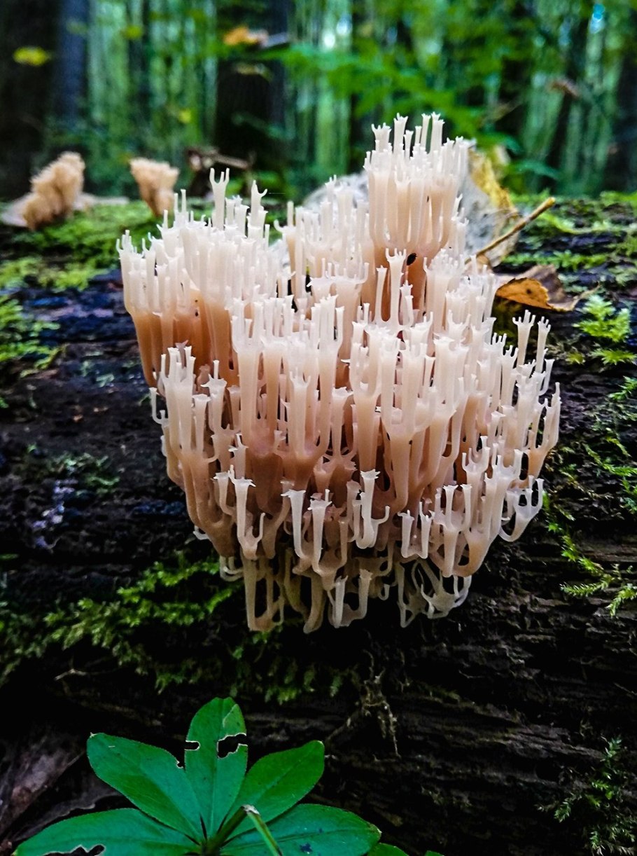 Серый гриб на тонкой ножке