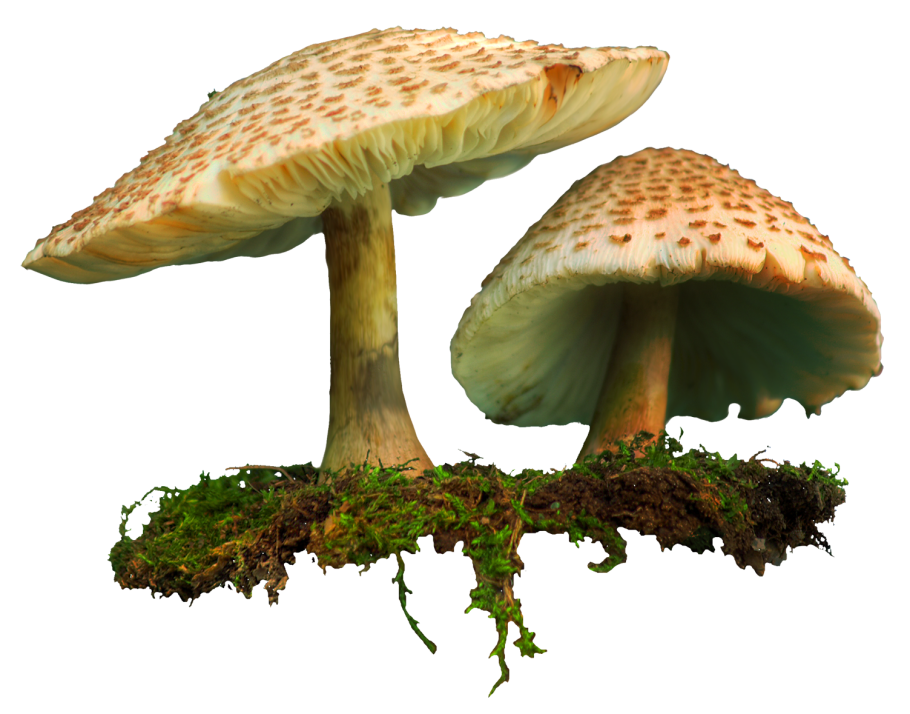 Грибы на белом фоне