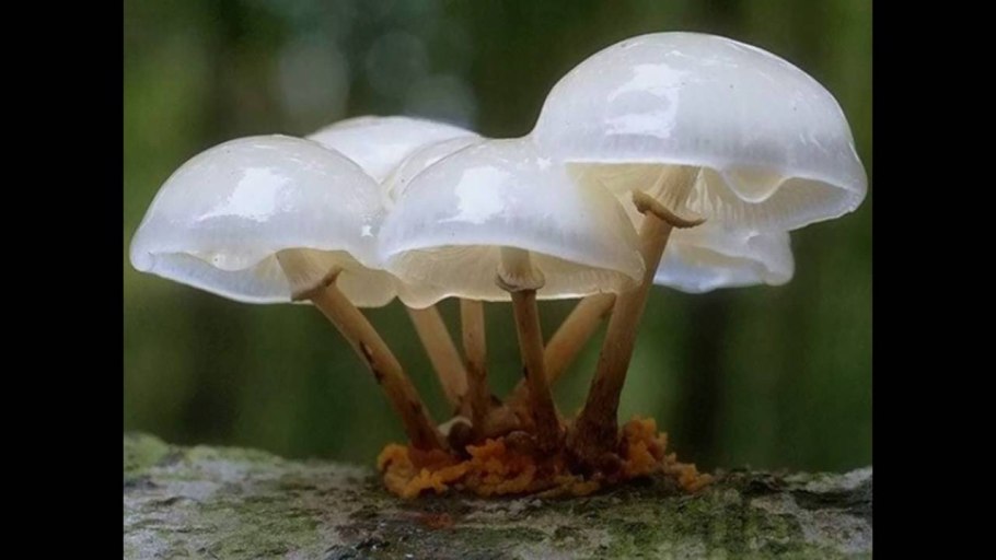 Псевдоежовик студенистый