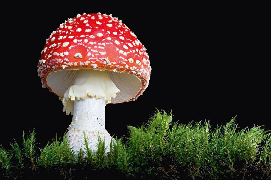 Гриб Боровик для детей