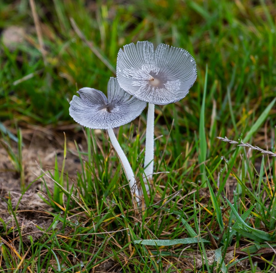 Mycena chlorophos