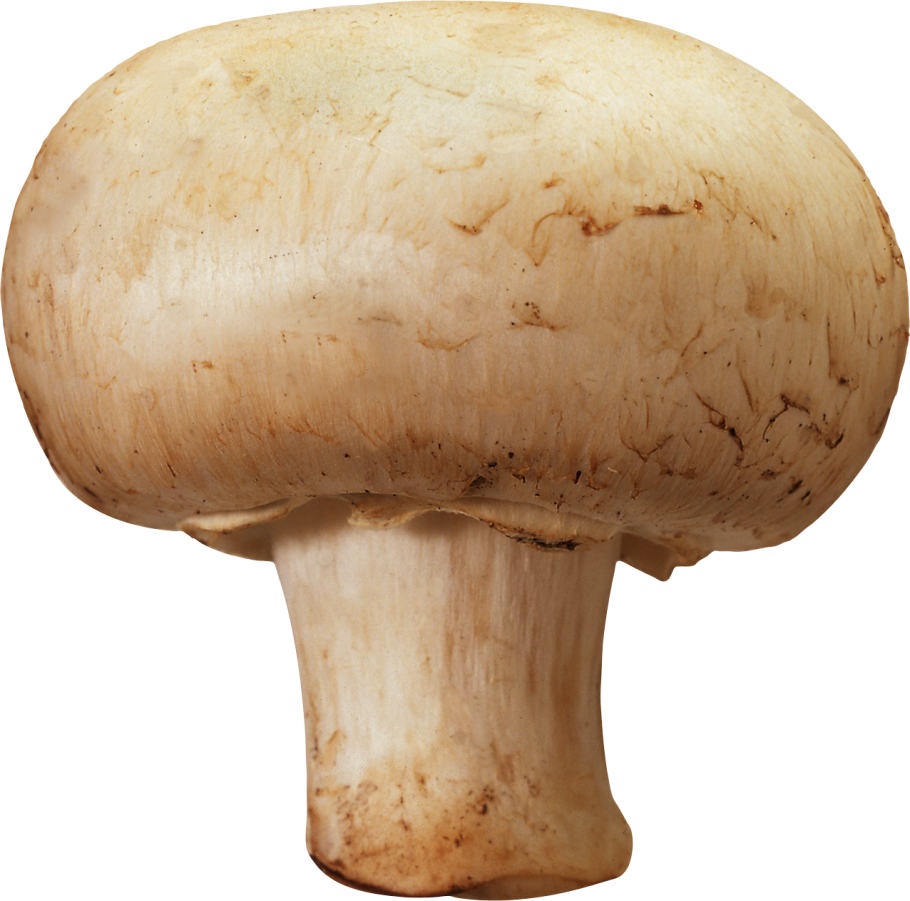 Pleurotus populinus