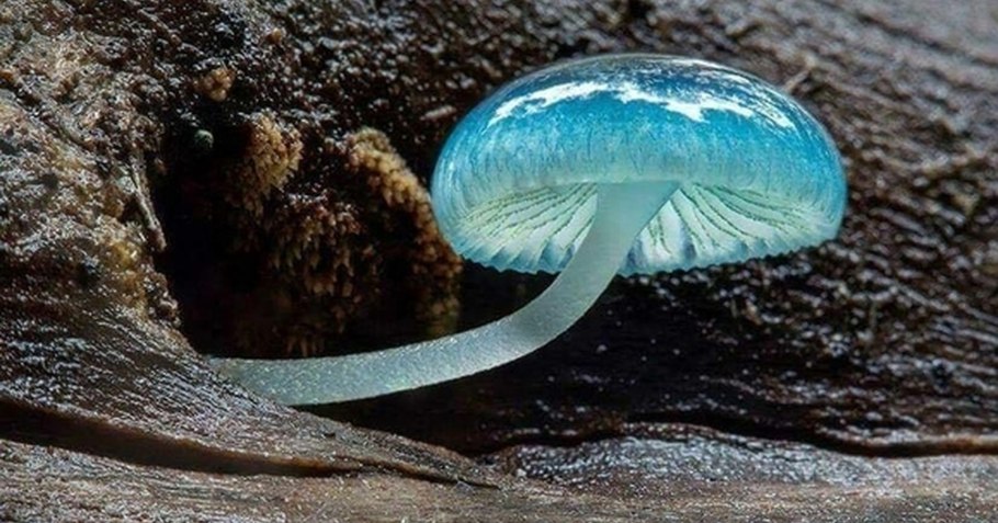 Эстетика леса грибы