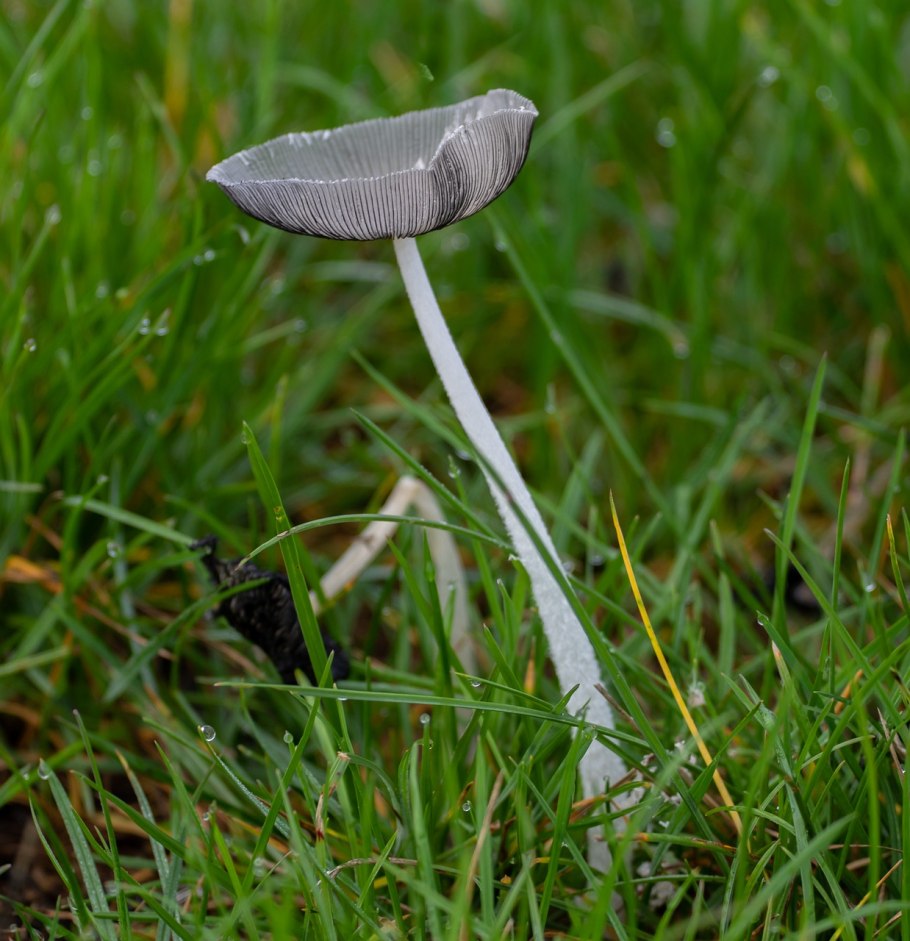 Водяной гриб