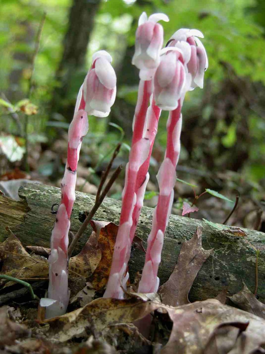Гриб подберезовик на белом фоне
