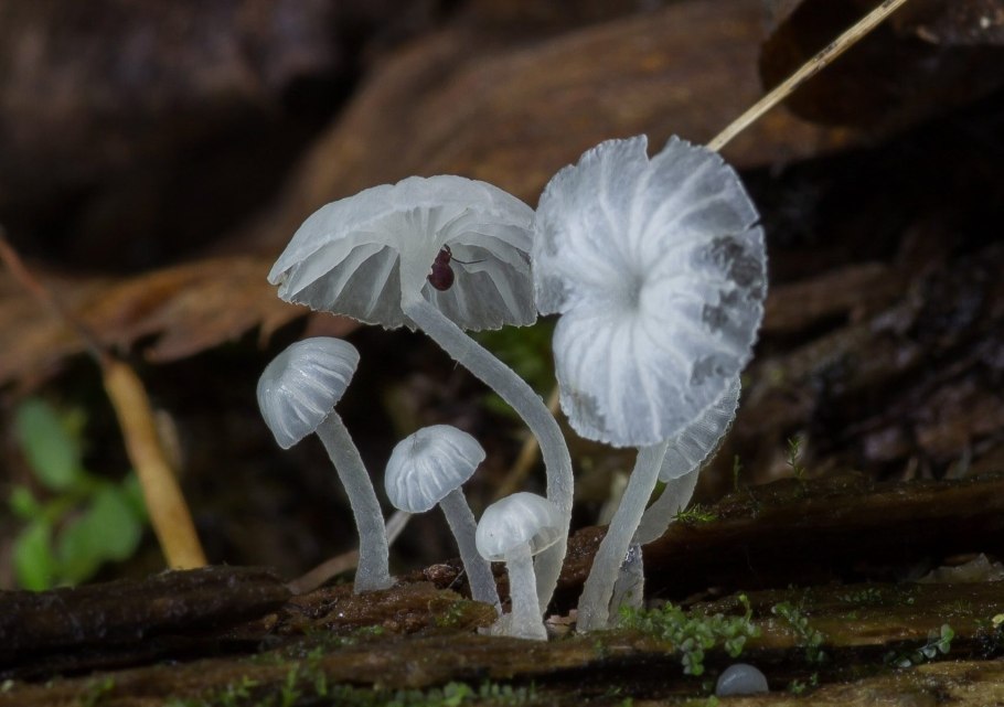 Навозник Coprinopsis