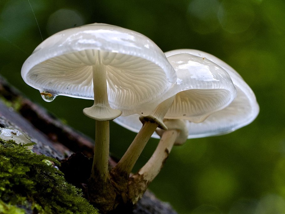 Деликатула маленькая - delicatula integrella