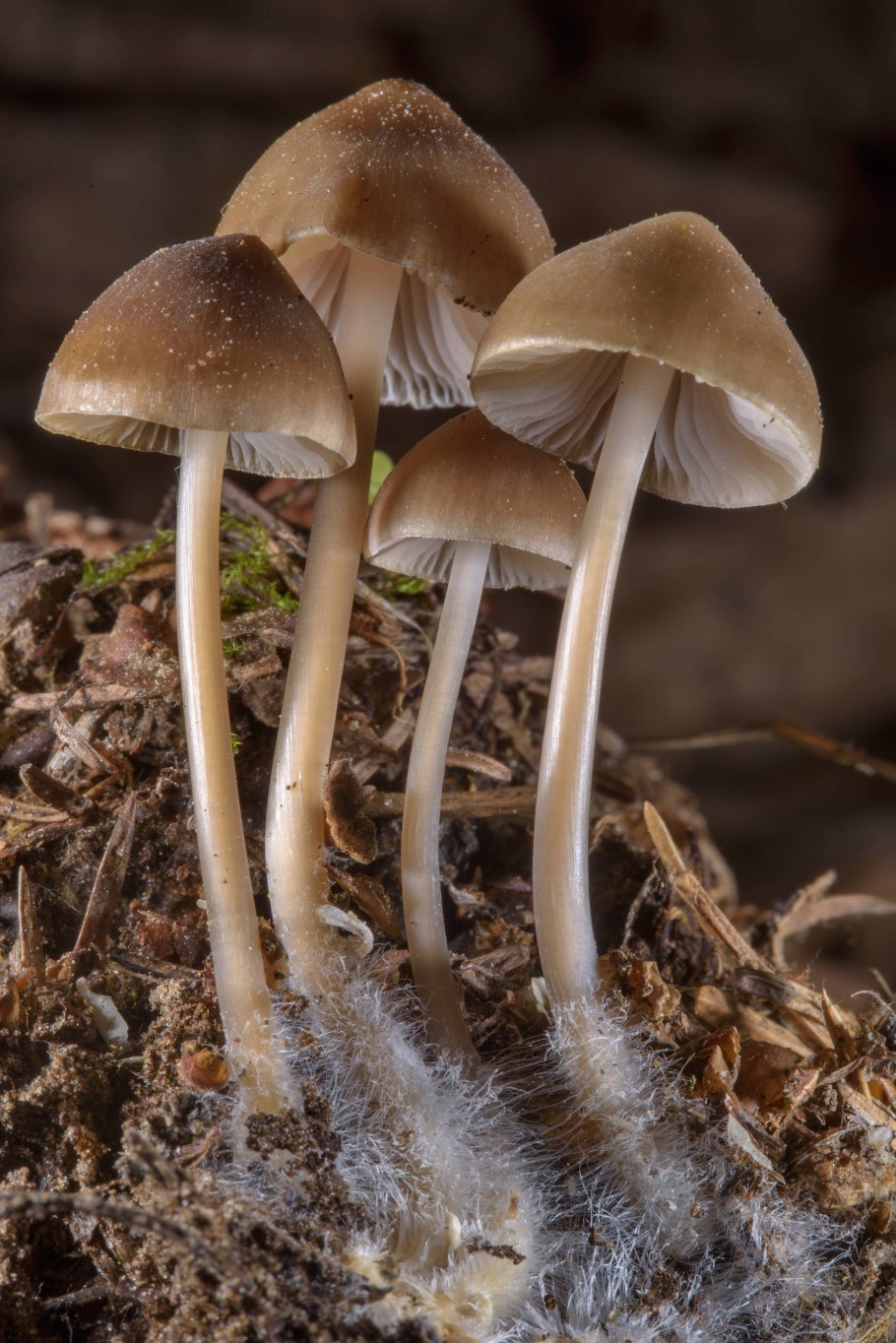 Мухомор поганковидный Вишневский