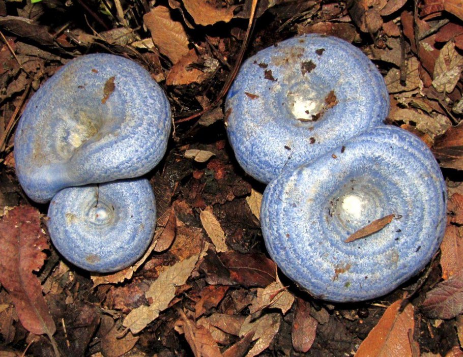 Lactarius badiosanguineus