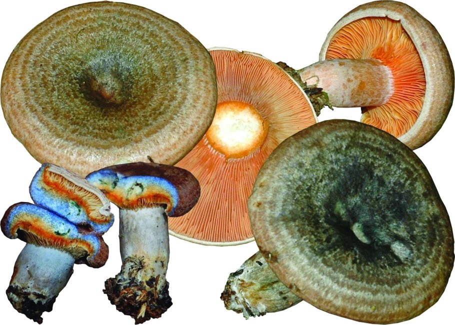 Рыжик серушка