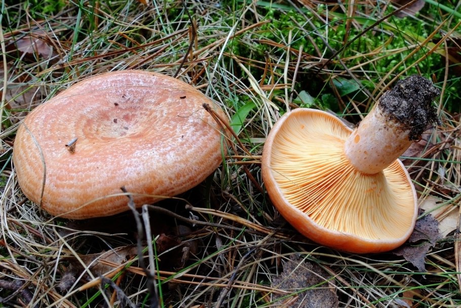 Красный Чикой рыжики