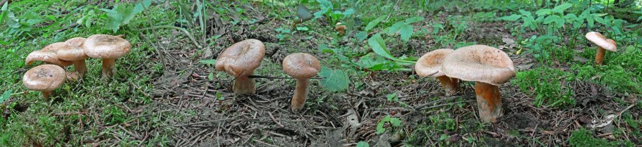 Волнушки грибы