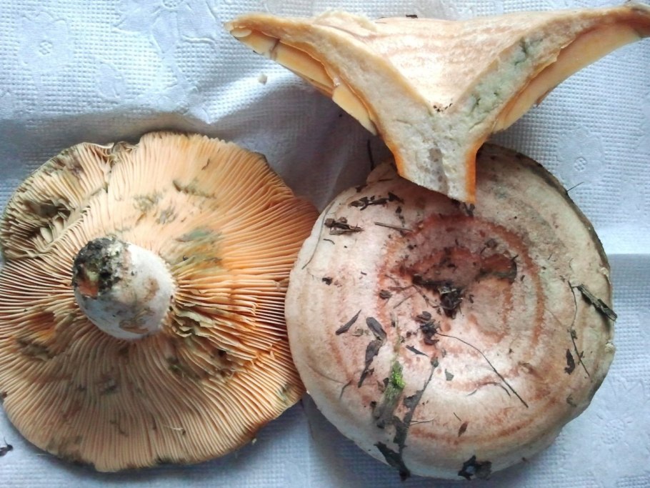 Млечник голубой гриб