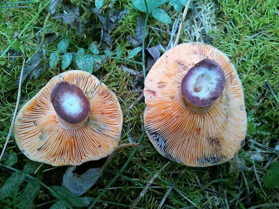 Рыжик млечно-красный (Lactarius semisanguifluus).