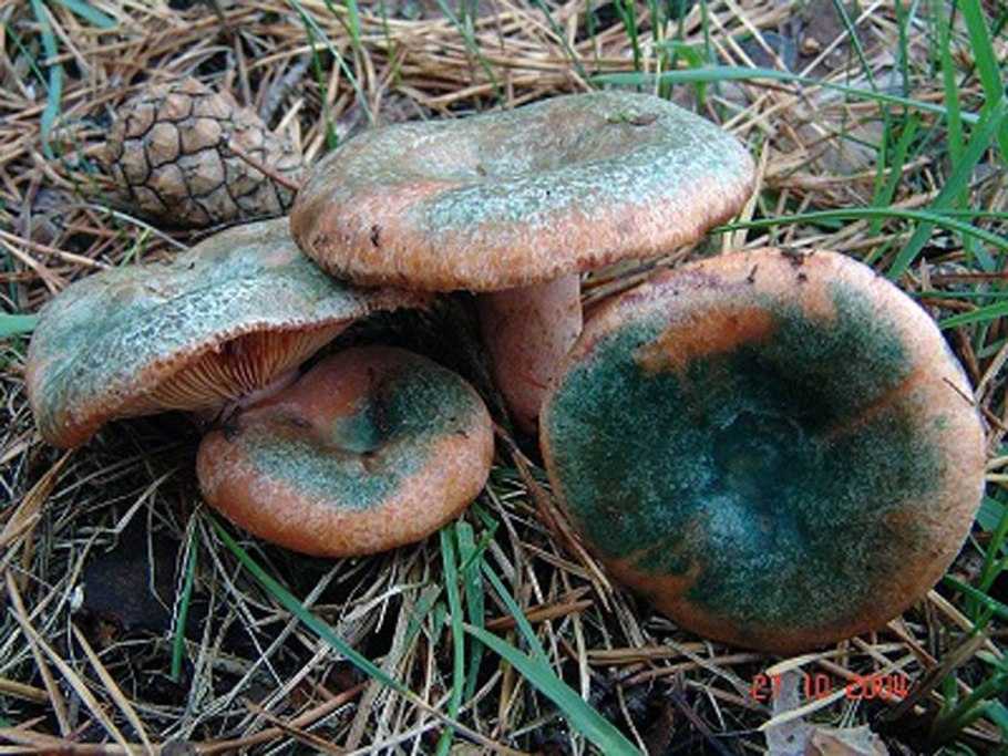 Lactarius semisanguifluus