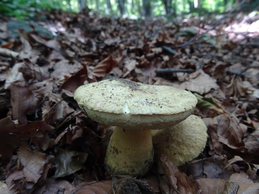 Съедобные грибы Калужской области