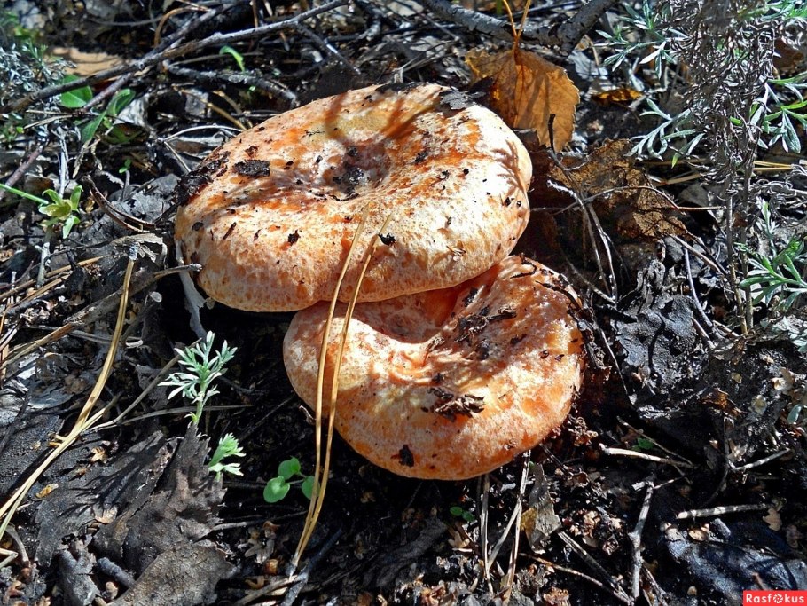 Гриб Рыжик картинка для детей раскраска