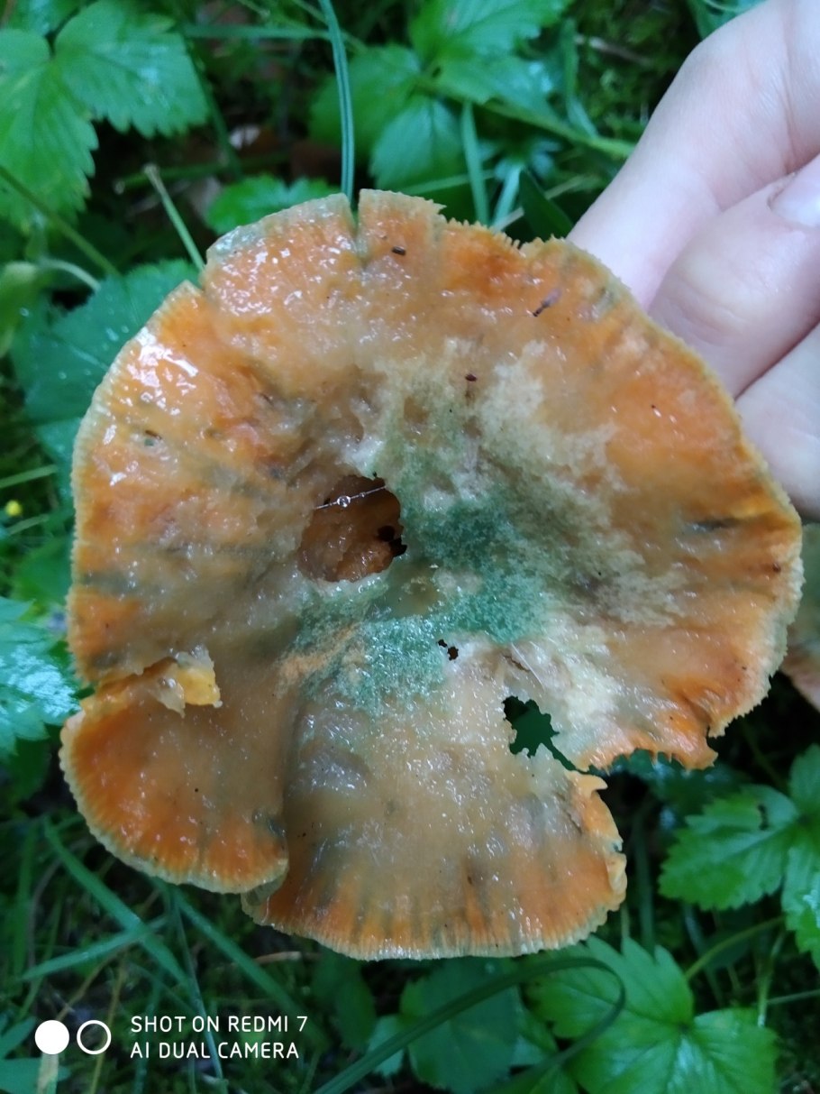 Рыжики Ленинградская область