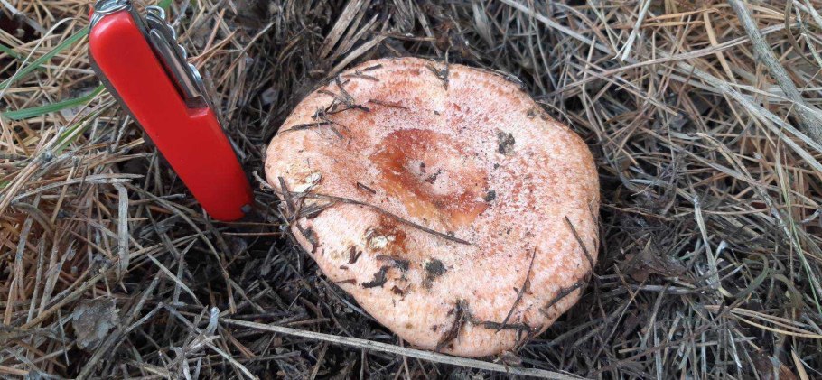 Рыжик в природе