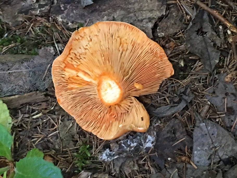 Рыжик еловый (lactarius deterrimus)