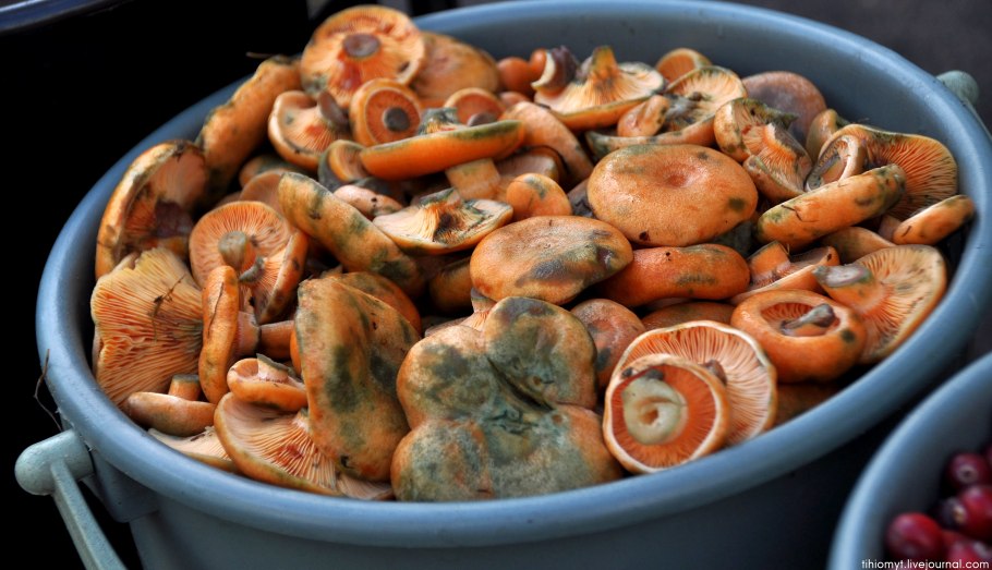 Рыжики Королевские грибы