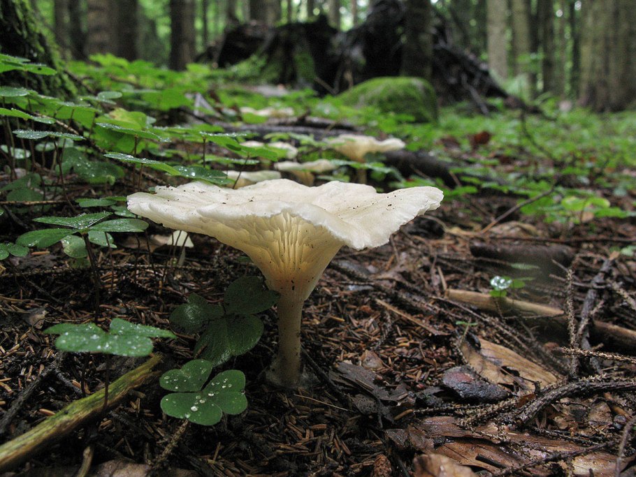 Гриб говорушка беловатая