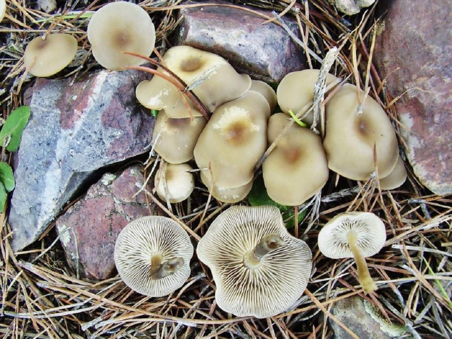 Омфалот маслиновый