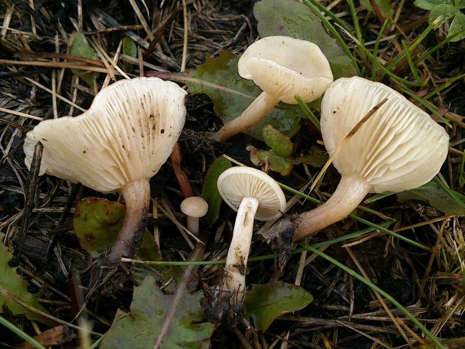 Грибы говорушка ворончатая