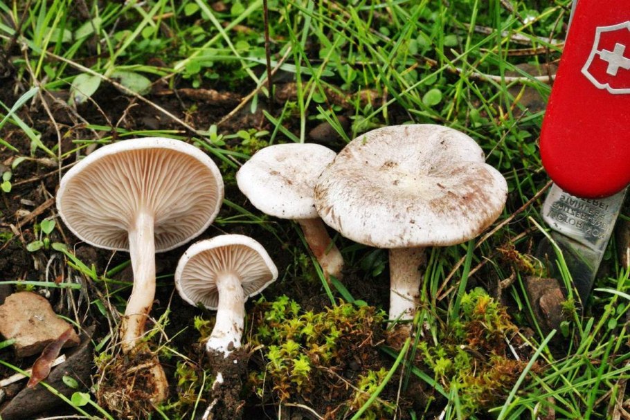 Говорушка беловатая (Clitocybe rivulosa)