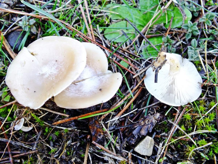 Говорушка ворончатая (Clitocybe Gibba)