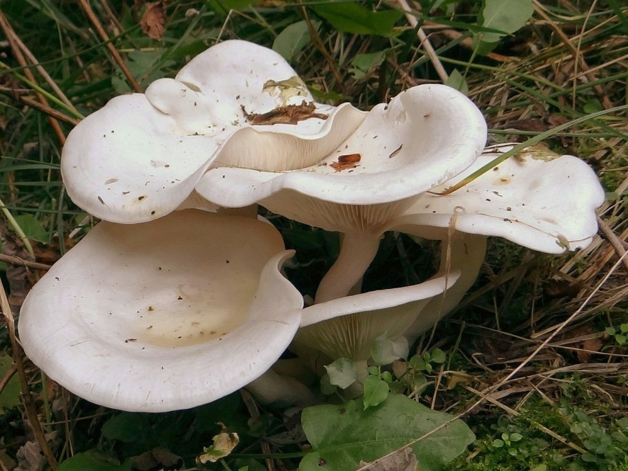 Говорушка желобчатая Clitocybe vibecina