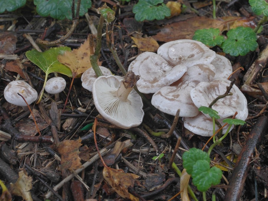 Лесные грибы Крыма говорушки