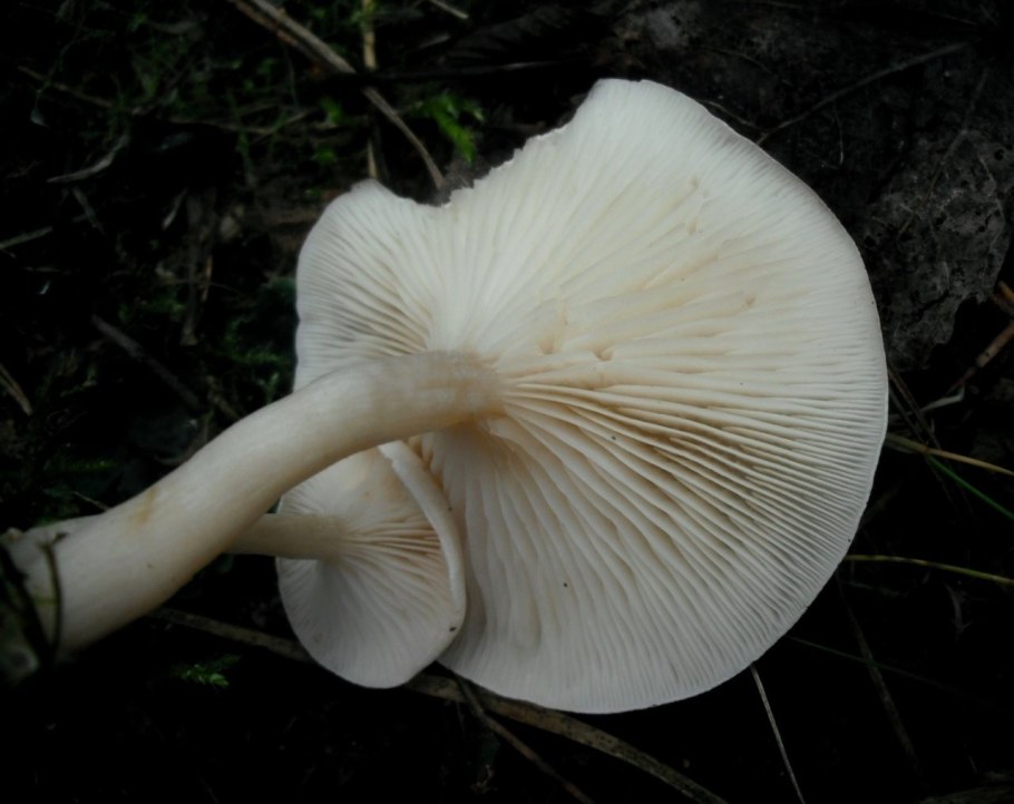 Говорушка бледноокрашенная. Clitocybe metachroa