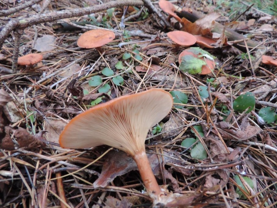 Говорушка Перевёрнутая Paralepista flaccida